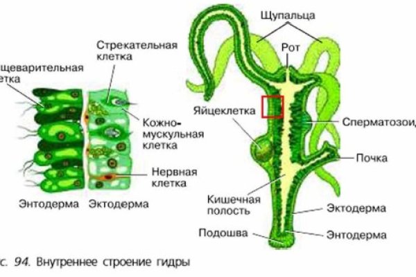 Кракен тор ссылка онлайн